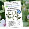 Earthcare Seeds - Marshmallow Herb Seeds – 300 Seeds (Althaea officinalis) – Heirloom, Non-GMO, Open Pollinated – Easy to Grow Medicinal Herb for Garden or Tea