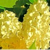 PeavyTailor 50 Yellow Lilac Seeds Fragrant Flower Shrub Bush Japanese