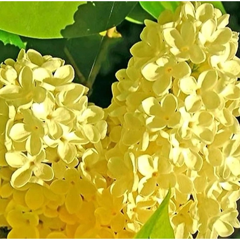 PeavyTailor 50 Yellow Lilac Seeds Fragrant Flower Shrub Bush Japanese