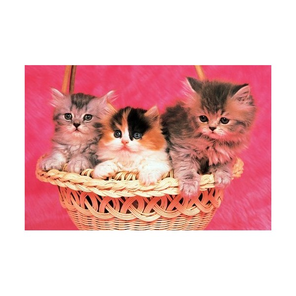 Tomax Kittens 1000 Piece Jigsaw Puzzle