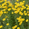 Outsidepride Yellow Marguerite Daisy Seeds - 10000 Pcs. Perennial Drought-Tolerant