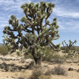CZ Grain Joshua Tree Seeds - 10 Seeds to Grow - Highly Prized Joshua Tree - Made in USA