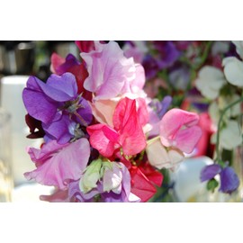 Earthcare Seeds Sweet Pea Old Fashioned Fragrant Heirloom Mix 100 Seeds (Lathyrus odoratus) Open Pollinated