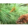 White Pine Eastern White Pine Tree Seedlings /Transplants 18"-24"; lot