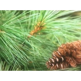 White Pine Eastern White Pine Tree Seedlings /Transplants 18"-24"; lot of 5 each;