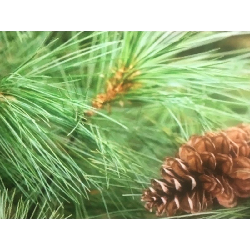 White Pine Eastern White Pine Tree Seedlings /Transplants 18"-24"; lot