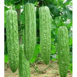 10+Green Skin Long Bitter Gourd seeds Bitter melon Seeds Ku Gua Asian Vegetable