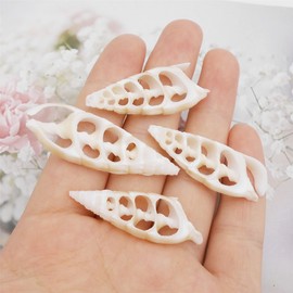 GraceAngie Set of 20 Center Cut White Cerithium Sea Shells Shellcraft Beach Crafts Nautical Decor Seashells Center Slices (55258, 1.5"-3")