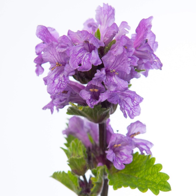 Outsidepride Lamb's Ear Macrantha Flower Seed - 100 Seeds