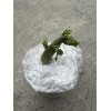 Chayote 1 Chayote Plant Sprouted Chayote Live Plant Ready To