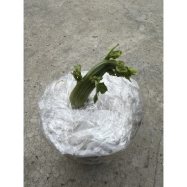 Chayote 1 Chayote Plant Sprouted Chayote Live Plant Ready To Plant
