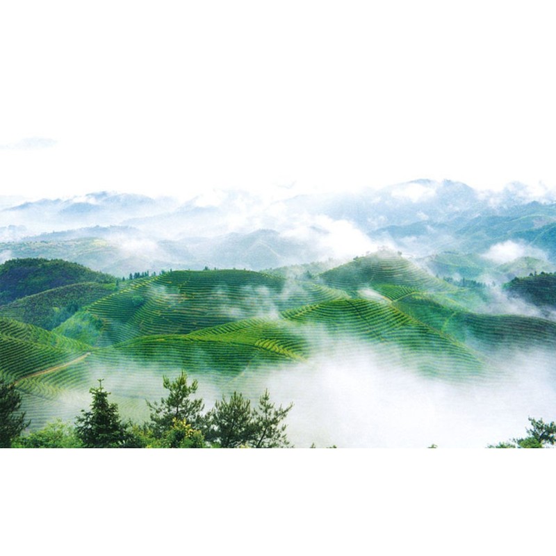 Organic High Mountain with distinct floral notes and a fresh