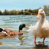 Manna Pro Duck & Goose Layer Pellets, High Protein for