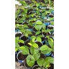 9waters Annona Muricata Graviola Soursop Guanabana Potted Starter Tropical Tree