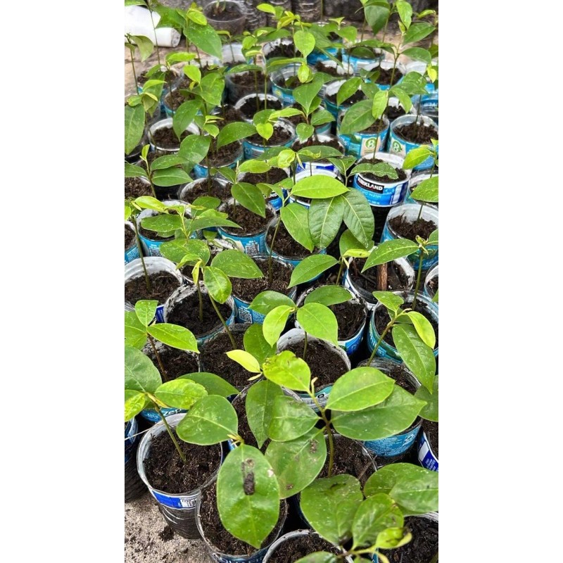 9waters Annona Muricata Graviola Soursop Guanabana Potted Starter Tropical Tree