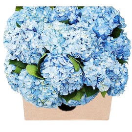 KaBloom PRIME NEXT DAY DELIVERY - WEDDING COLLECTION - PREMIUM 30 Blue Hydrangeas I Gift for Birthday, Anniversary, Thank You, Mother’s Day Fresh Flowers.