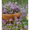200PCS Lemon Thyme Seeds Thymus Pulegioides Ground Cover Seeds Heirloom