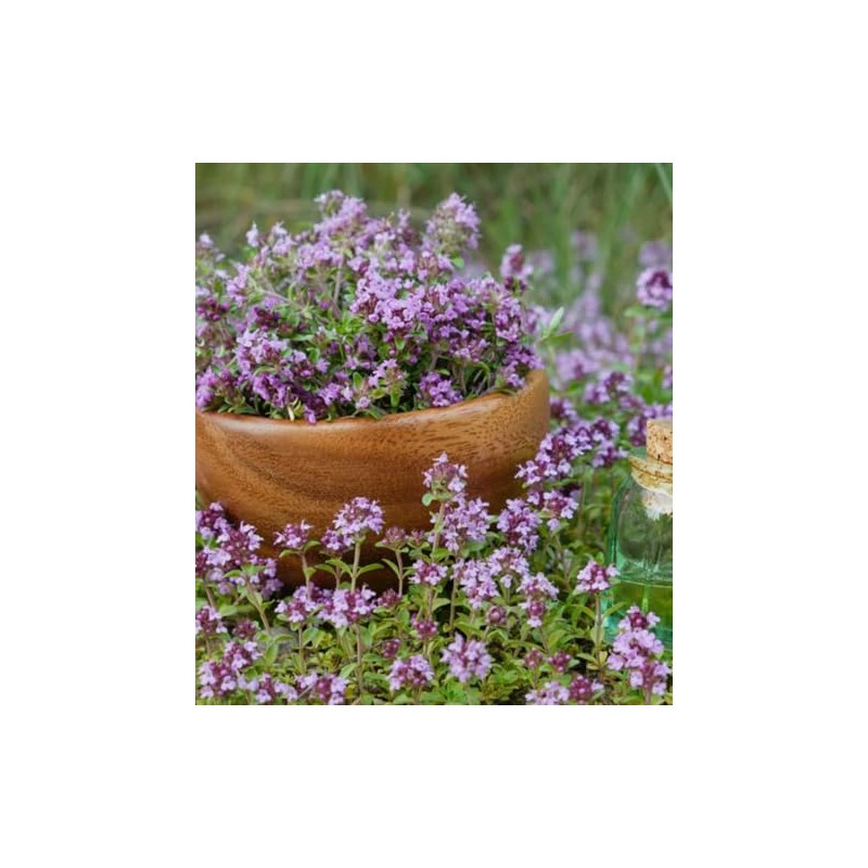 200PCS Lemon Thyme Seeds Thymus Pulegioides Ground Cover Seeds Heirloom