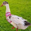 GGAUBAIFI 3Pcs Chicken Harness with Leash, Upgraded Double Adjustment Chicken