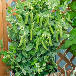 TomorrowSeeds - Patio Pride Snap Pea Seeds - 30+ Count - for 2025 Planting AAS Winner Container Small Garden Bush Dwarf Fast Growing Vegetable Peas Heirloom Grow Your Own Home Farm Patio Healthy