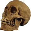 Morris Costumes MRTA-495 Resin Skull Cranium