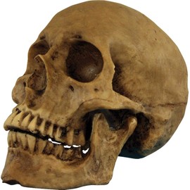 Morris Costumes MRTA-495 Resin Skull Cranium