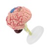 1pc Disassembled Anatomical Human Brain Model Medical Teaching Tool Toy