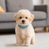 16 Pcs Puppy Leather Collars for Litter, 16 Color ID