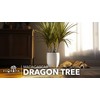 Madagascar Dragon Tree | Extra Large 3 Gallon Tree |