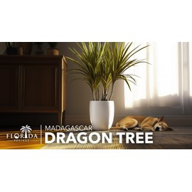 Madagascar Dragon Tree | Extra Large 3 Gallon Tree | Large Beautiful Florist Quality House Plant | Air Purifying Exotic Indoor Plant | Perfect for Home and Office Decor
