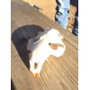 Mega-Buck Products EUROPEAN SKULL BLEACHING(whit