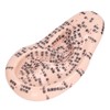 17cm Ear Point Probe 600pcs Auricular Patches Silicone Ear Model