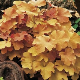3 Caramel Heuchera/Coral Bells in 4 Inch Pots- Great for Fall Planting!