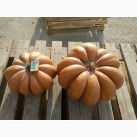 CEMEHA SEEDS - Pumpkin Musquee De Provence Giant Rare Non GMO Vegetable for Planting