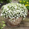 Outsidepride Arenaria Montana Ground Cover Seeds - 2000 Seeds