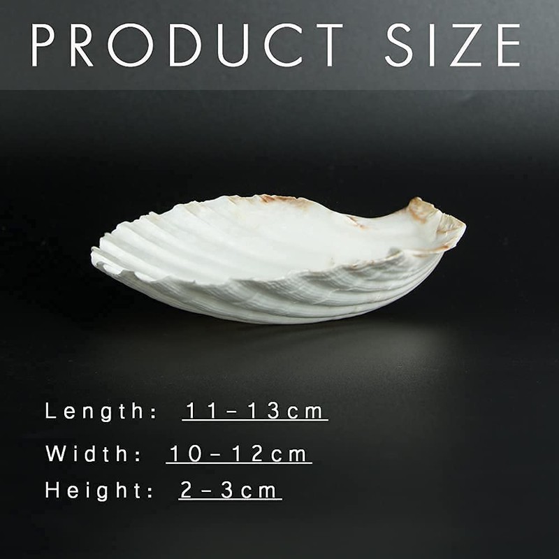 8PCS White Large Scallop Shells 4-5 inch, Natural Seashells for