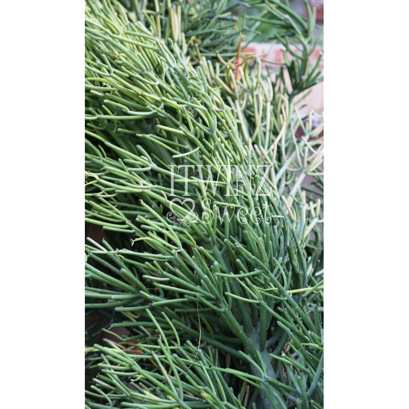 9 cuttings Pencil Cactus Euphorbia Tirucalli Sticks on Fire Succulent