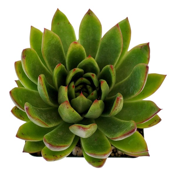 Echeveria Agavoides - Striking Lipstick Succulent with Red Edges -