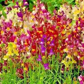 Little Seed store 2001+DWARF SNAPDRAGON Mix Flower Seeds Toadflax Wildflower Garden Container Easy