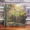MIJOMA Soundbox with Bird Singing and Forest Backdrop - Soothing