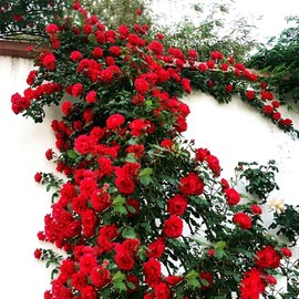 100Pcs Mix Climbing Rose Rosa Bush Vine Climber Fragrant Butterfly Flower Seeds
