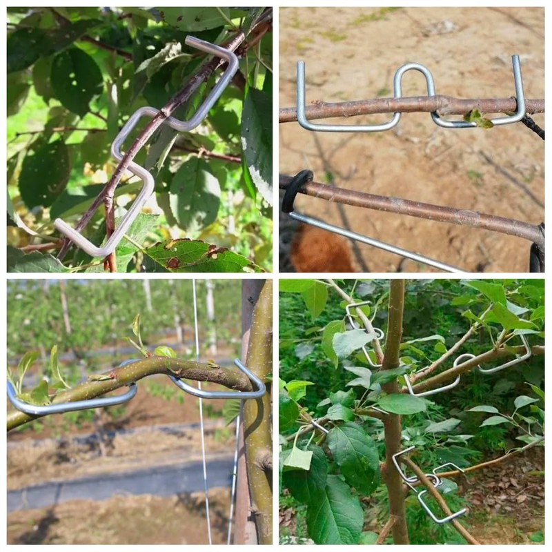 Pack of 30 Branch Supports for Fruit Trees, 13/10/8 cm