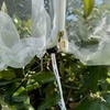 Fruit Tree Protection Bags 8.5x8.5 FT | Multiple Size Garden