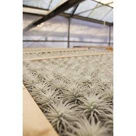 Air Plant Tectorum Fuzzy Snow (Grown and Shipped from California)
