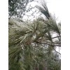 Maine Forest & Farm 4oz MAINE DRIED EASTERN WHITE PINE