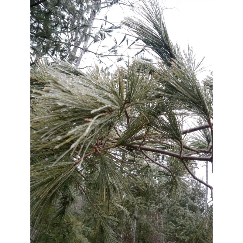 Maine Forest & Farm 4oz MAINE DRIED EASTERN WHITE PINE