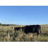 organic 1 Lb Organic Cow Manure fertilizer 100% organic plant