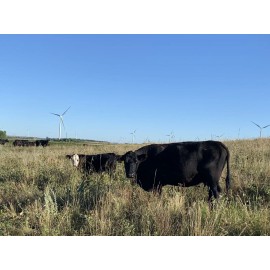 organic 1 Lb Organic Cow Manure fertilizer 100% organic plant growth