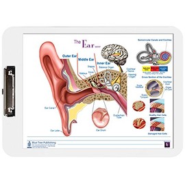 Ear Anatomy and Audiogram Clipboard Two Sided Chart and Dry Erasable