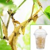 Honeydak 50 Pack Praying Mantis Habitat, Live Chinese Ootheca Praying